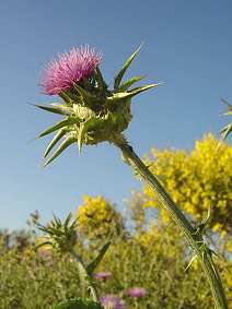 Distel