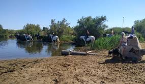 Pferde am Mittelmeer