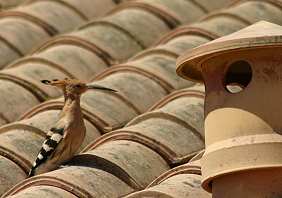 Wiedehopf in frankreich