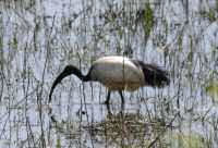 Ibisse in Frankreich