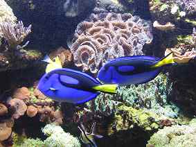 Cap �d Agde Aquarium