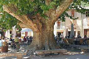 Platane