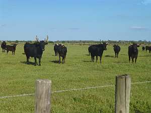 Stiere in Frankreich